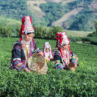 Akha Women from Thailand picking tea leaves on tea plantation at Chui Fong , Chiang Rai, Thailand.