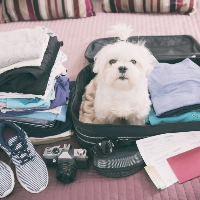 Small dog maltese sitting in the suitcase or bag wearing sunglasses and waiting for a trip