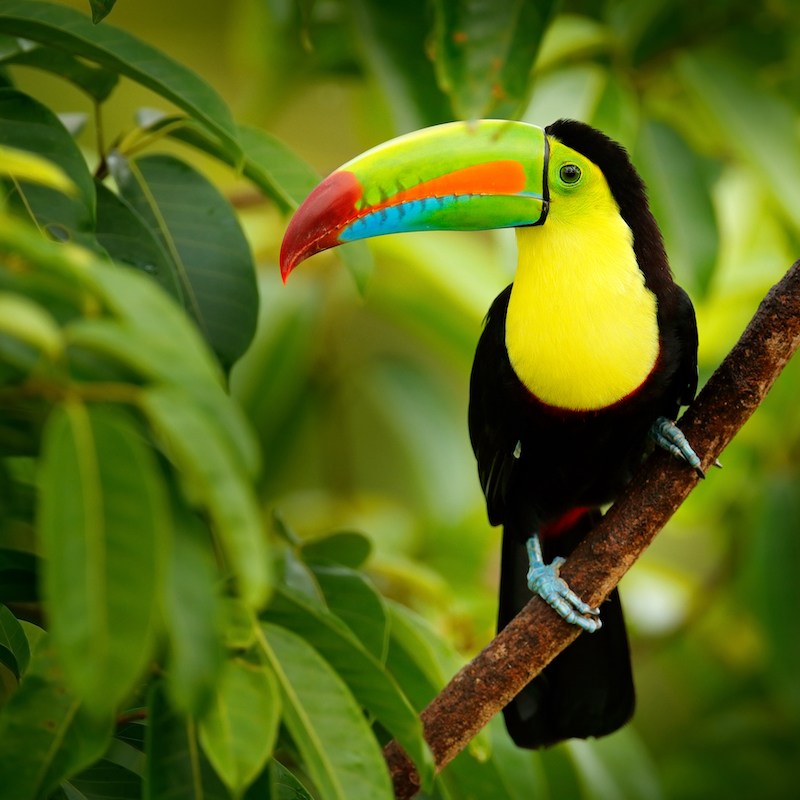 keel-billed toucan sitting on a branch
