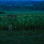 Great Smokey Mountain Fireflys