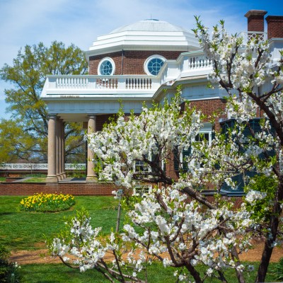Blooming dogwoods at Monticello in Charlottesville, Virginia.