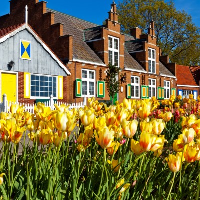 Tulips in Holland, Michigan.