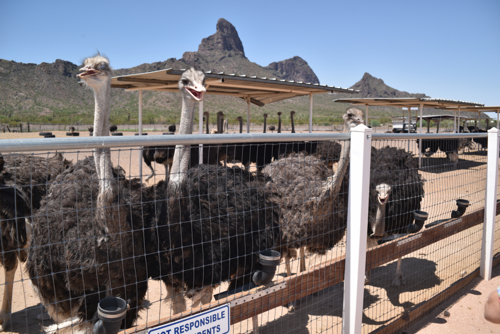 Phoenix To Tucson: A Beautiful Desert Road Trip