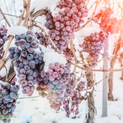 Wine red grapes for ice wine in winter condition and snow