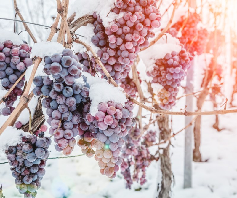 Wine red grapes for ice wine in winter condition and snow