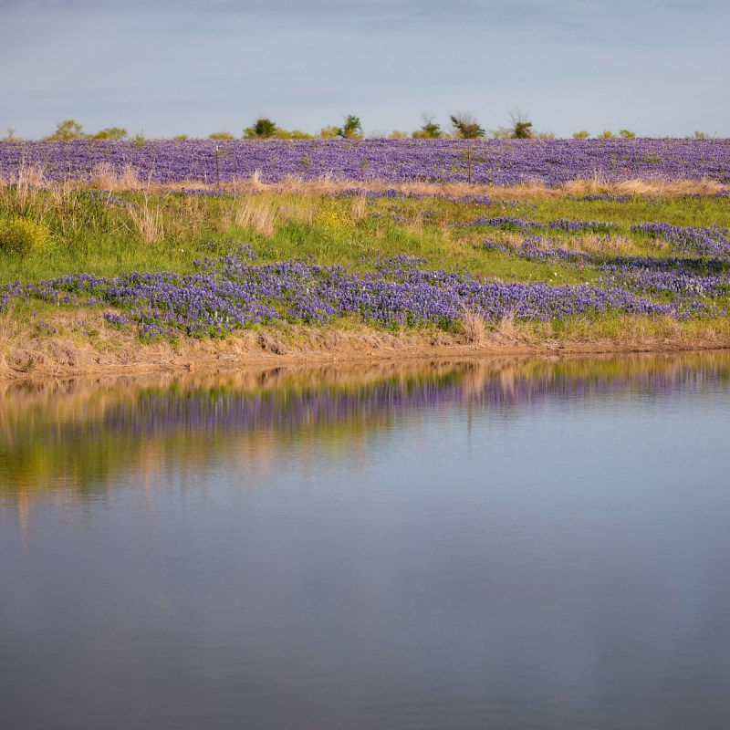 Bluebonnets in Texas Hill Country