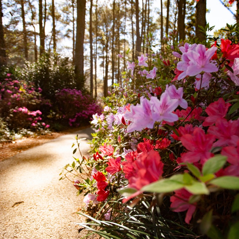 Azaleas along a trail in Nacogdoches, Texas