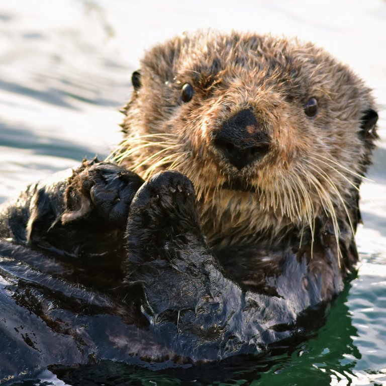 6 Great Places To See Sea Otters In The Wild | TravelAwaits