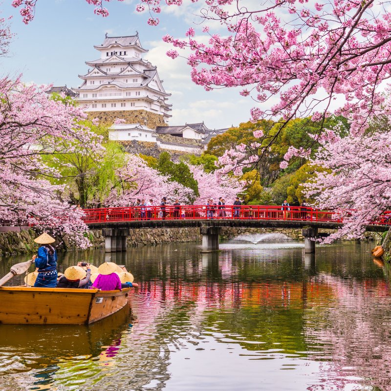 Cherry blossoms over the water atHimeji Castle