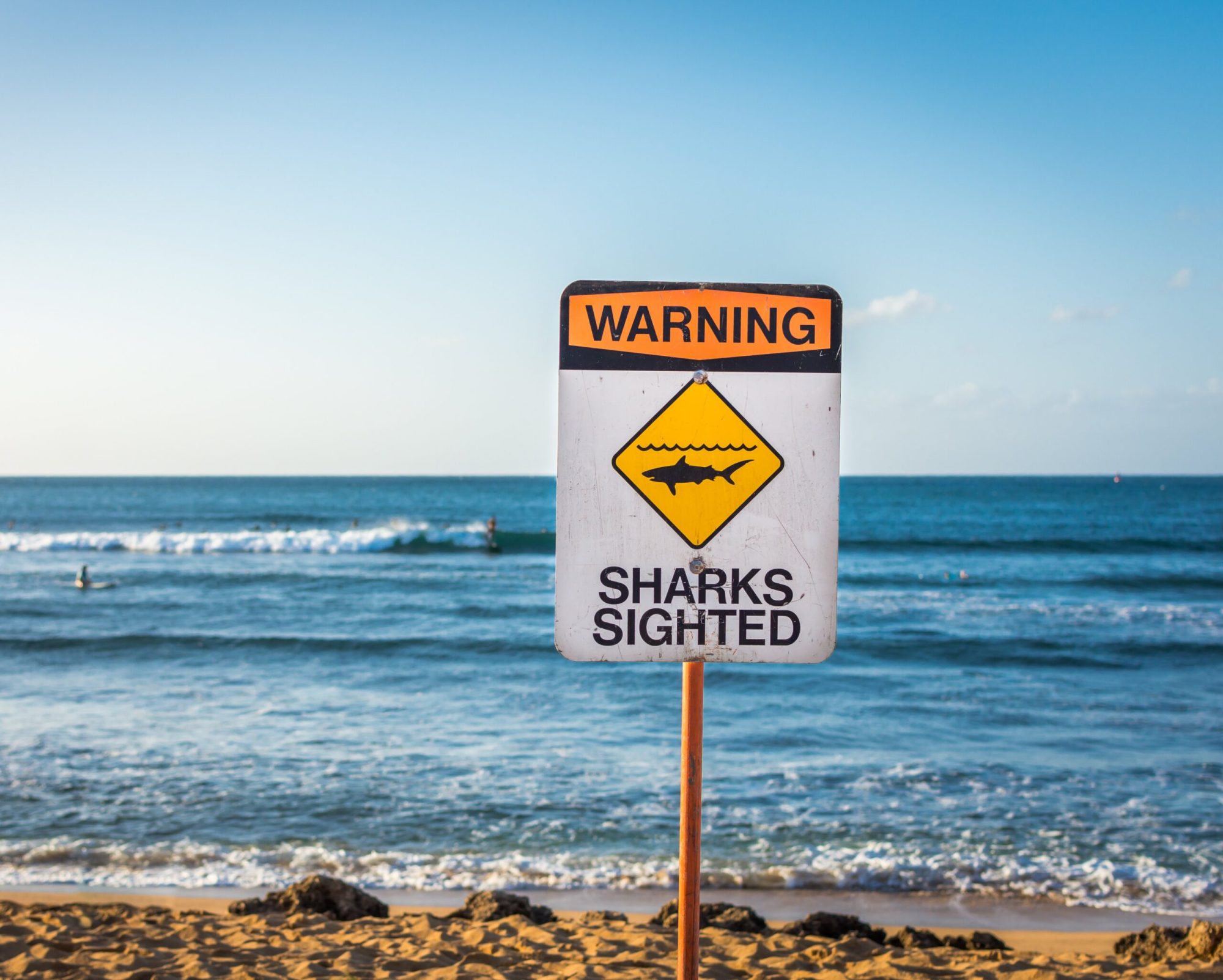 Warning sign on beach that says sharks sighted