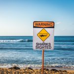 Warning sign on beach that says sharks sighted