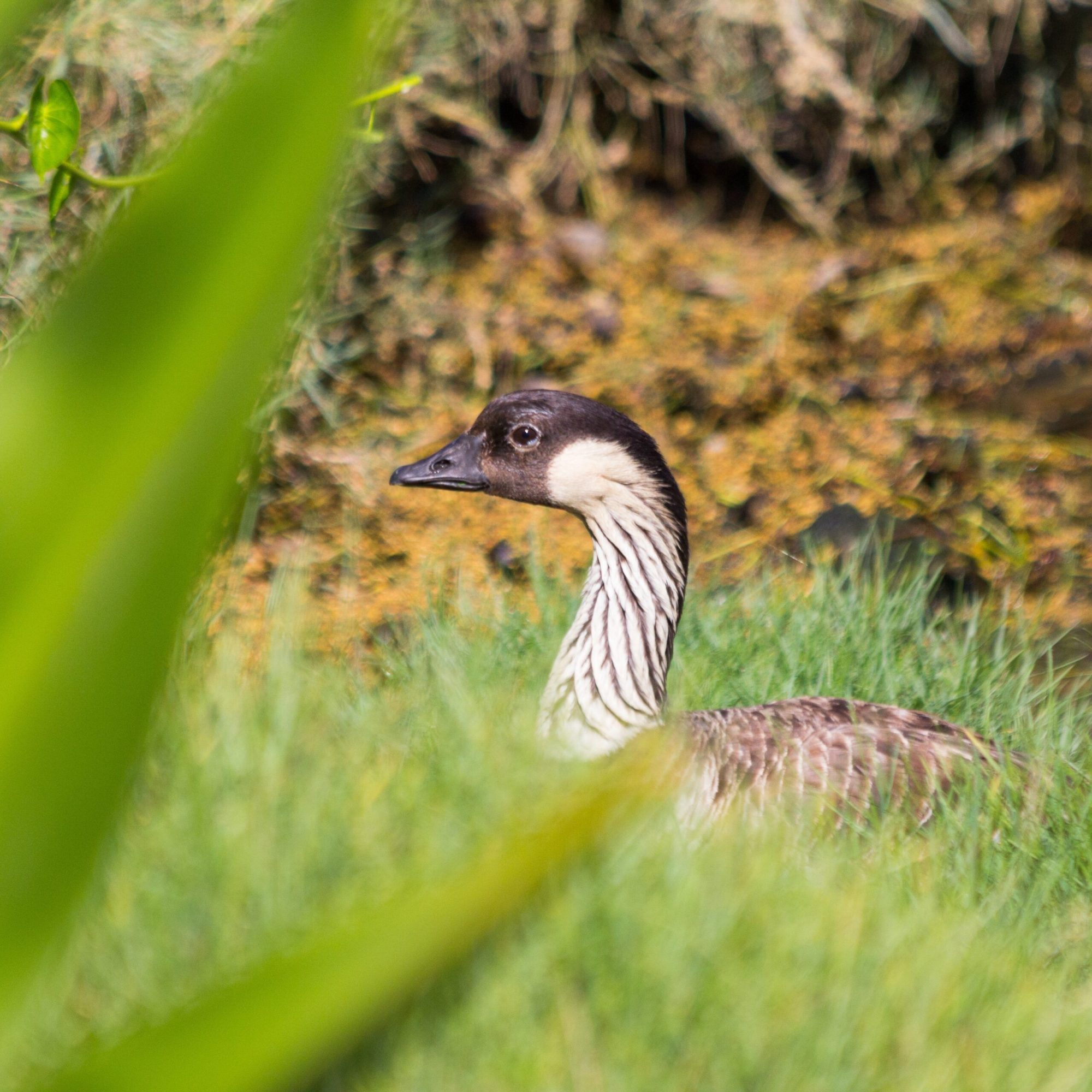 BirdWatching In Hawaii 9 Tips For Spotting The Best Birds