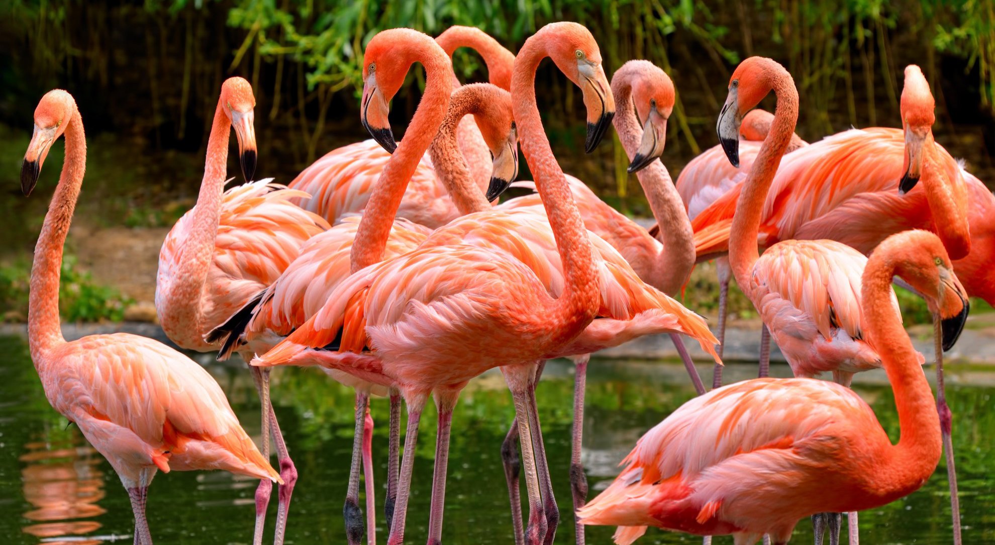 Where to See Flamingos in the Wild? | 8 Most Popular Places - TravelAwaits