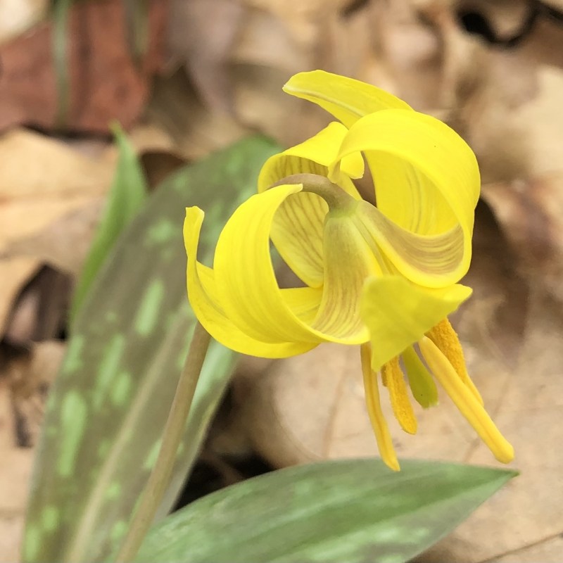 A yellow trout lily.