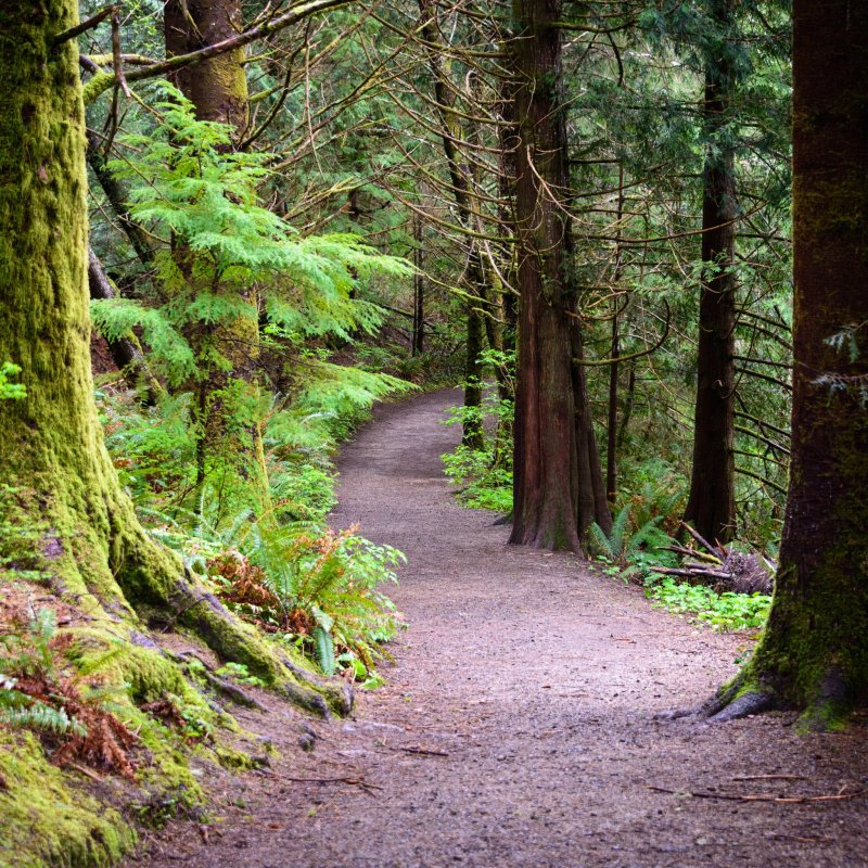 A beautiful trail in Washington state.