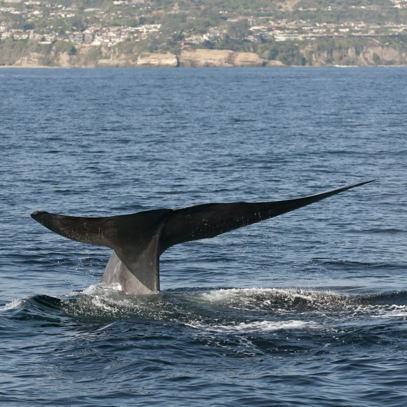 A blue whale off the coast of Dana Point, California.