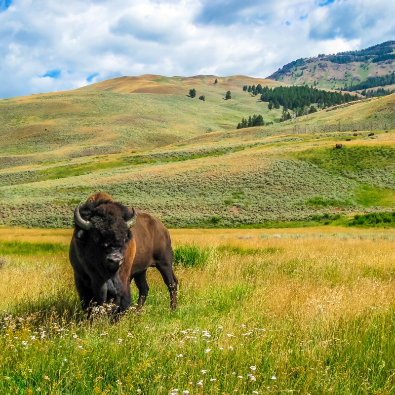 A buffalo in Yellowstone National Park.