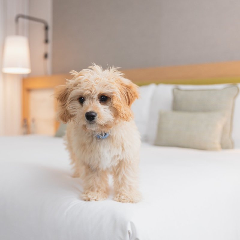 A dog at a Hotel and Spa.