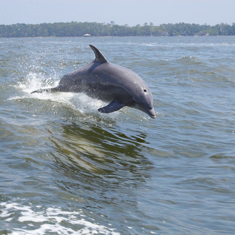 A dolphin jumping out of the water along Alabama's Gulf Coast.