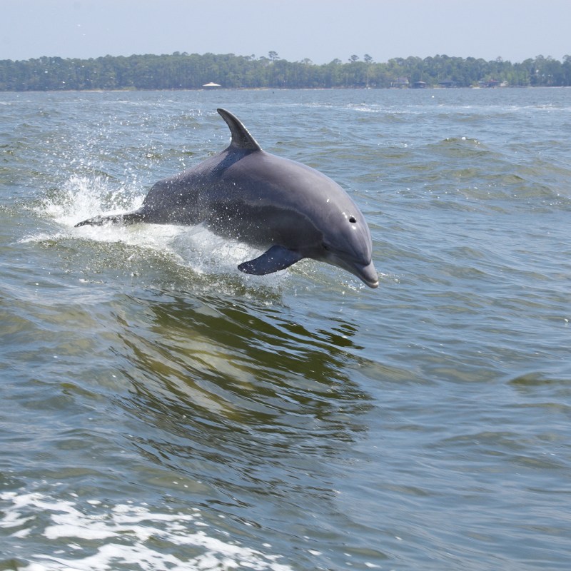 A dolphin jumping out of the water along Alabama's Gulf Coast.
