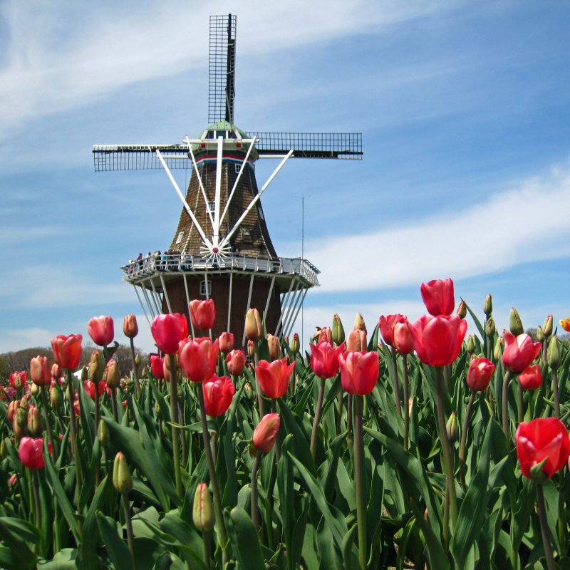 A Dutch windmill and tulips in Holland, Michigan.