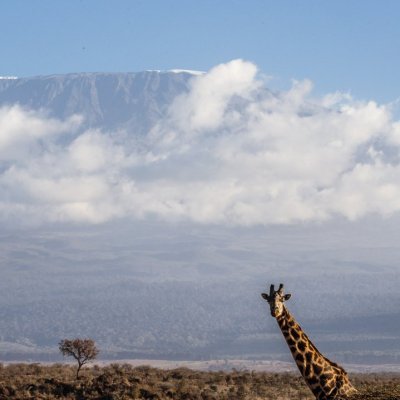 A giraffe in front of Mount Kilimanjaro.