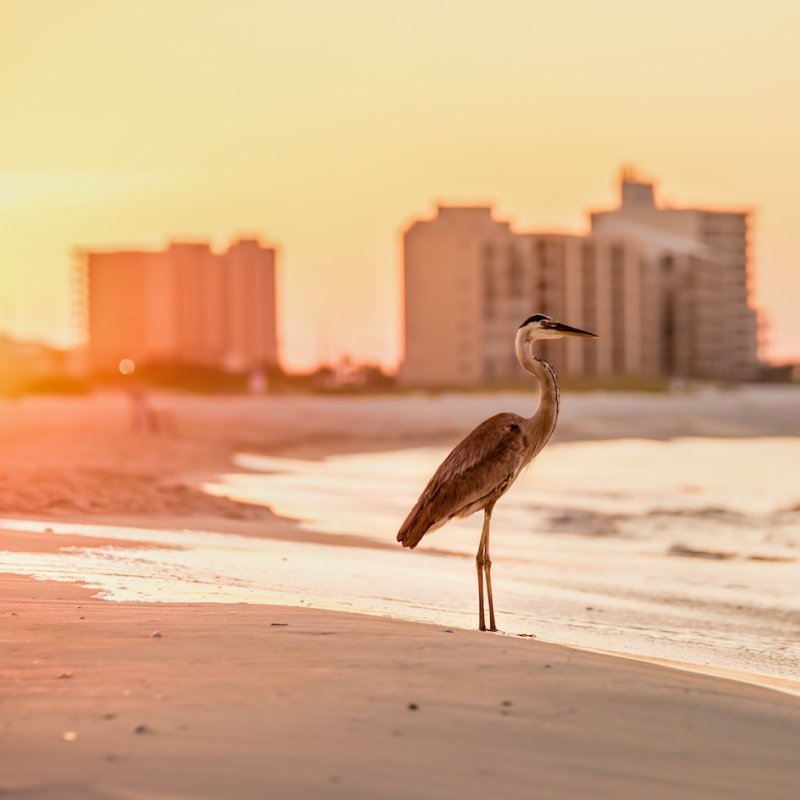 A heron on the beach in Orange Beach, Alabama.