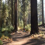 A hiker in Sequoia National Park.
