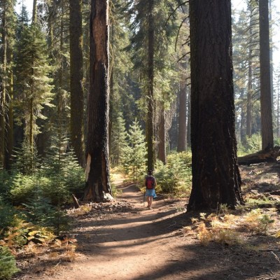 A hiker in Sequoia National Park.