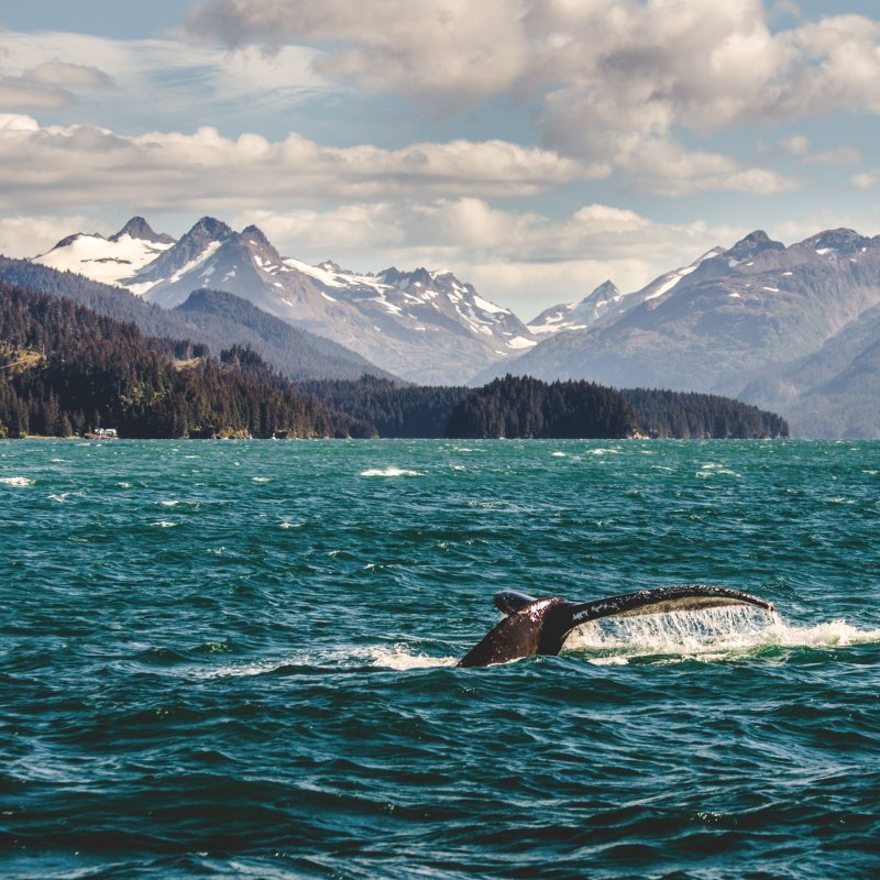 A humpback whale in the waters of Homer, Alaska.