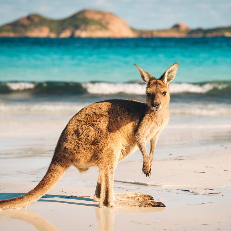 A kangaroo on a beach in western Australia.