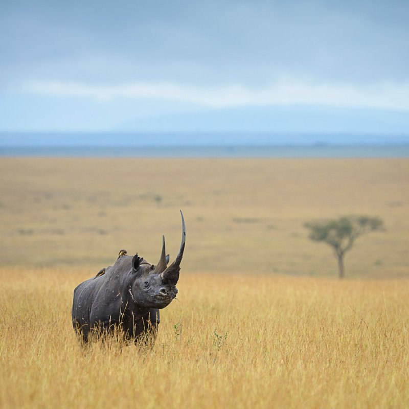 A lone black rhino.