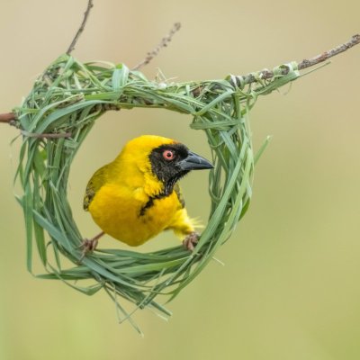 A masked weaver bird in its nest.