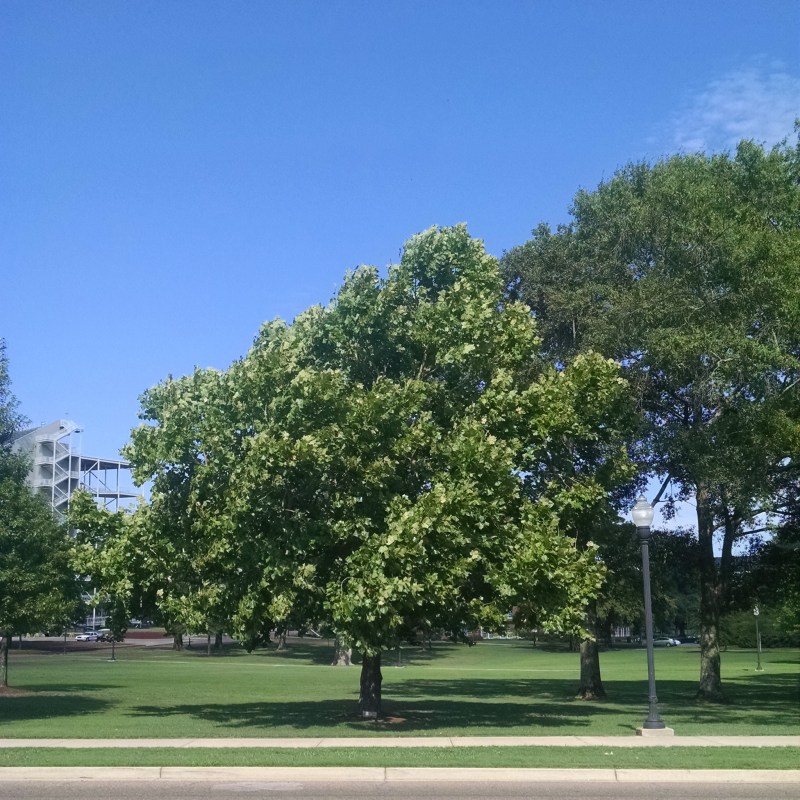 A Moon Tree planted at Mississippi State University.