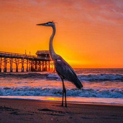 A pelican near the Cocoa Beach Pier in Florida.