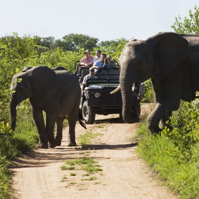A private safari in South Africa's Kruger National Park.