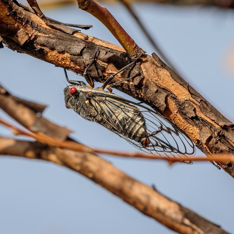 A redeye cicada on a branch.