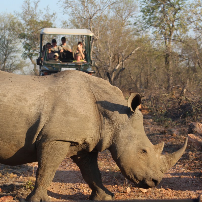 A safari tour of Kruger National Park.