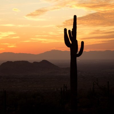 A saguaro cactus at sunset in Phoenix, Arizona.