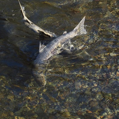 A salmon on Vancouver Island during the Salmon Run.