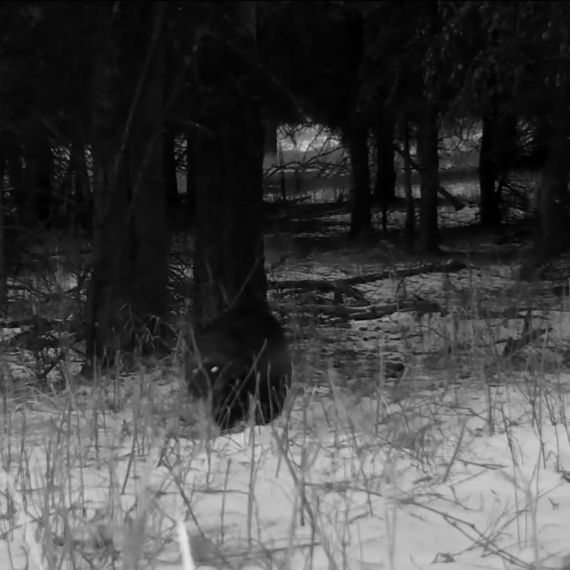 A still from the video of the wolverine in Yellowstone Park.