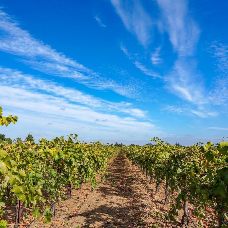 A vineyard in Lodi, California.