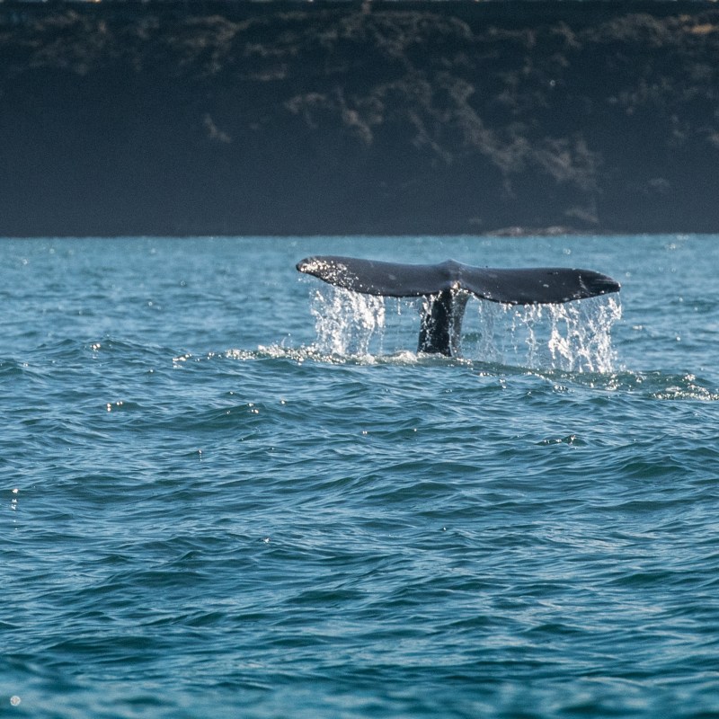 A whale off the coast of Oregon.