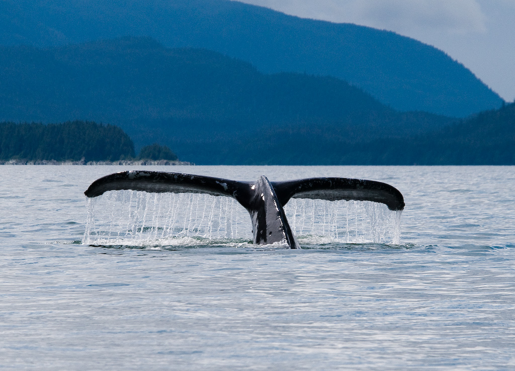 Whale Watching On An Alaska Cruise What To Know TravelAwaits