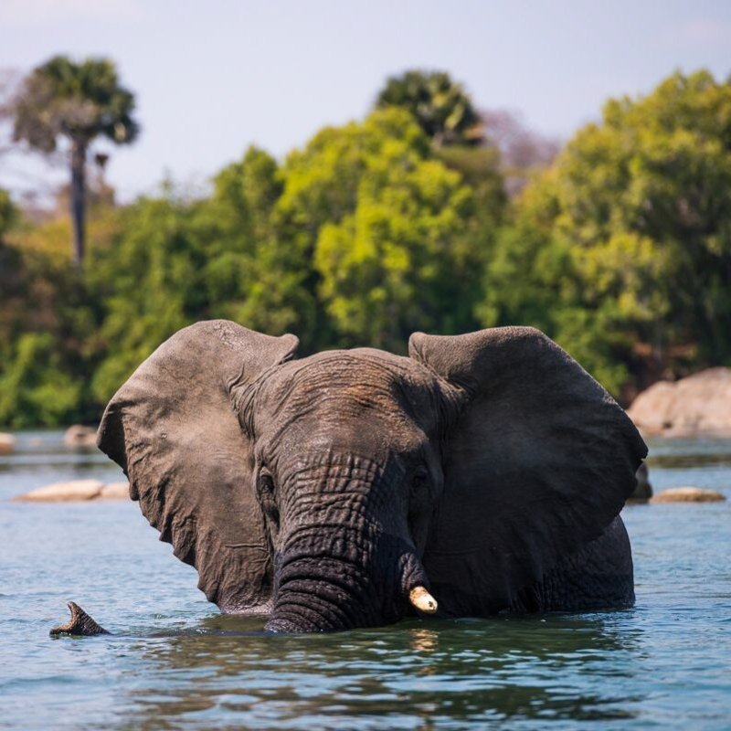 A wild African elephant.