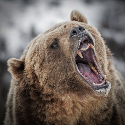 A wild grizzly bear roaring.