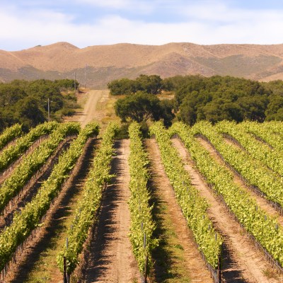 A winery in Paso Robles, California.