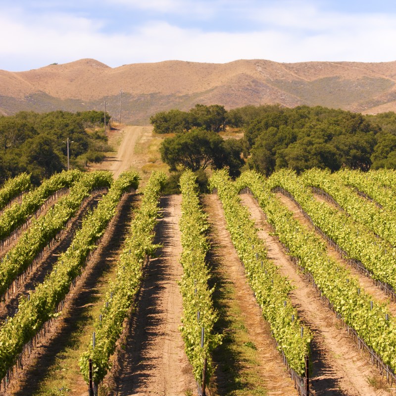 A winery in Paso Robles, California.