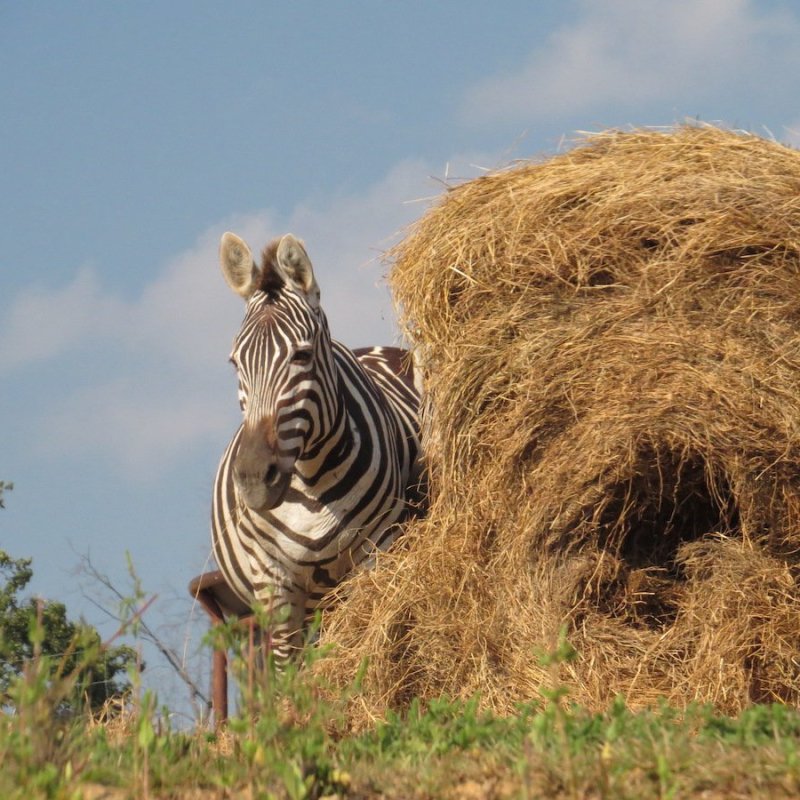A zebra by a hay bale.