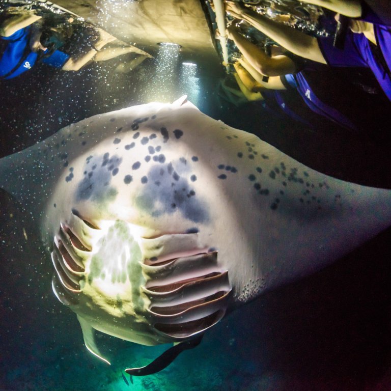 Swimming With Manta Rays In Hawaii: 8 Things To Know | TravelAwaits